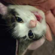 Diablo, the Puss