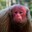 Group Avatar