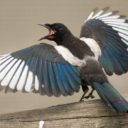 Magpie