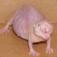 Spastic Rat