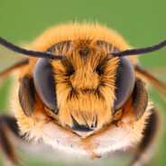 Bay Habour Beekeeper