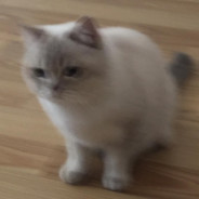 HMA