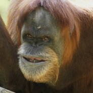orangu likes small kids