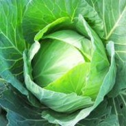 TheCabbage5687