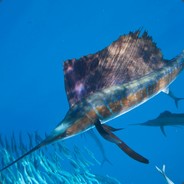 Sailfish
