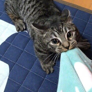 miyarishus