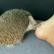 hedgehog