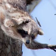 FlyingRaccoon72