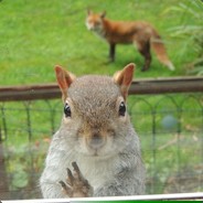 Squirrel