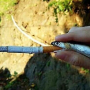 TANERTOLGATARLACİ