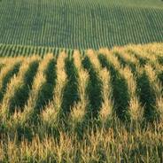 God of Corn