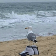 Seagull