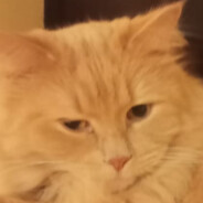 котик123