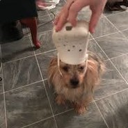 yesface