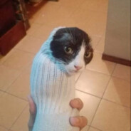AN Acmerica