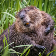Byron the Beaver