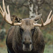 DuGamlaDuFriia