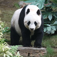 haxi