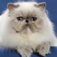 Fluffy