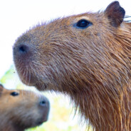 Capybara