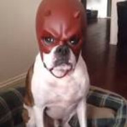 dardevil DOG-2