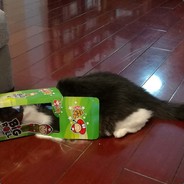 ShrimpyTako