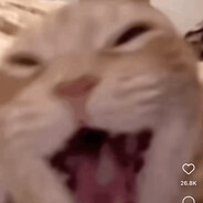 gato queso