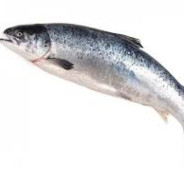 Salmoncillo