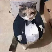 Gato Fino