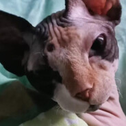 Shananas