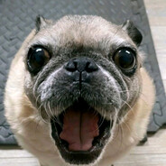 Mops
