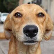 Vira Lata Caramelo avatar