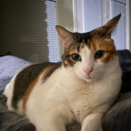 really amazing cat