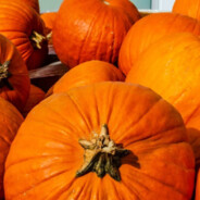 pumpkinedPatch