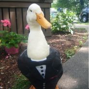 MotionDuck