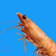 SeafoodNoodles