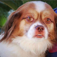 Ugly Dog