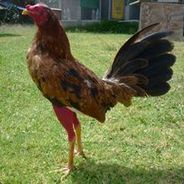 LAYONET