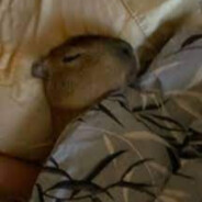 CapySleep