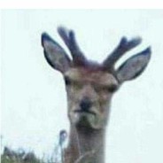 Bambi