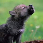 KING LOBITO