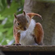Squirrel