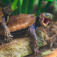 Turtle Sex