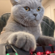 Ringo