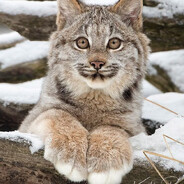 LYNX31