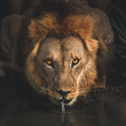 PantheraLeo