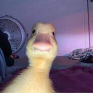 𝛌