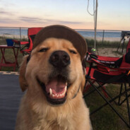Retriever.