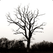 Wood 5