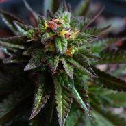 thc ftw ૐ